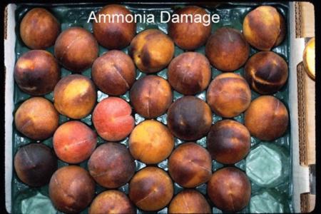 Ammonia Damage